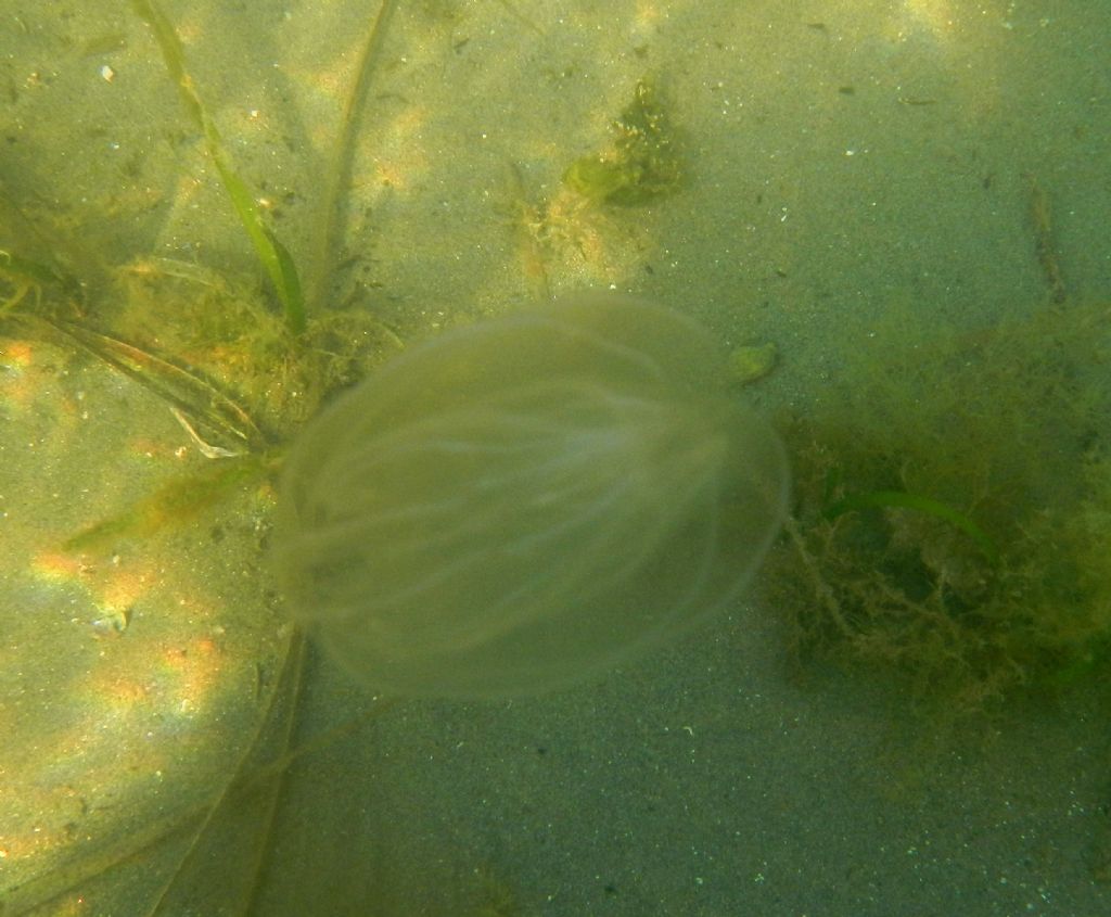 Ctenoforo da identificare